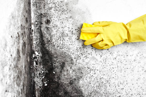 Best Post-Flood Mold Remediation in North Zanesville, OH