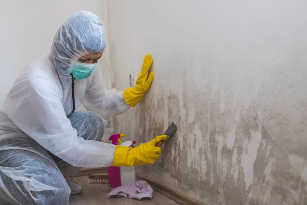 Best Industrial Mold Remediation in North Zanesville, OH