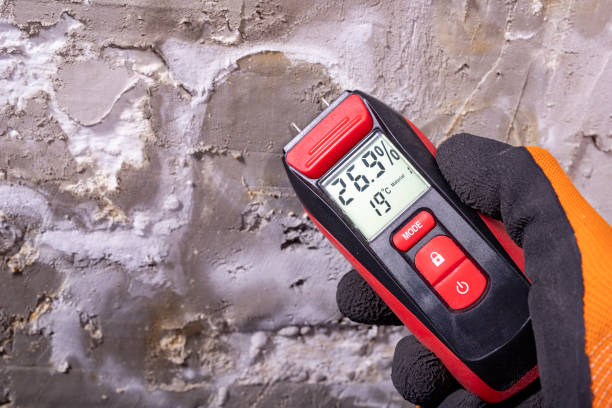 Best White Mold Remediation in North Zanesville, OH