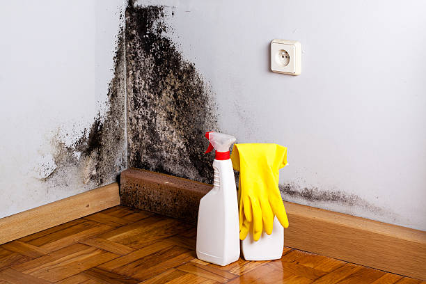 Best DIY Mold Remediation Support Services in North Zanesville, OH